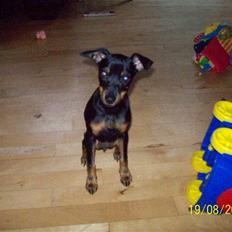 Dvaergpinscher gucci