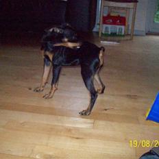 Dvaergpinscher gucci