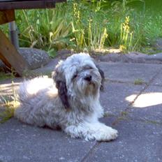 Lhasa apso viktor