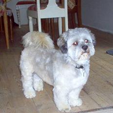 Lhasa apso viktor