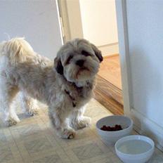 Lhasa apso viktor