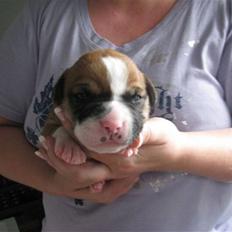 Amerikansk bulldog Morgan