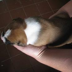 Amerikansk bulldog Morgan