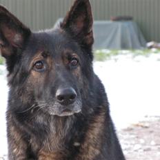 Schæferhund Vito R.I.P vild i fred.