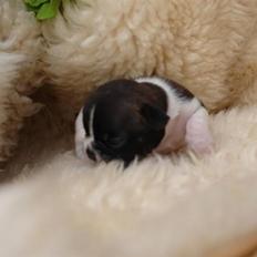 Fransk bulldog Albert