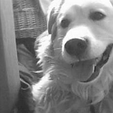 Blanding af racer Micky