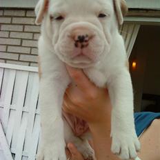 Olde english bulldogge Dexter - R.I.P