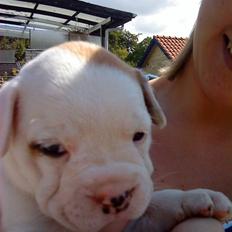 Olde english bulldogge Dexter - R.I.P