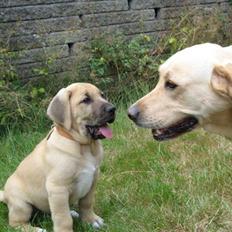 Broholmer Absalon (Balou)