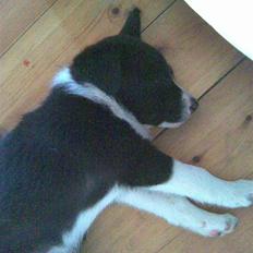 Border collie Kahlua