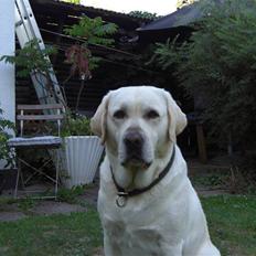 Labrador retriever Balder