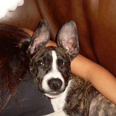 Amerikansk staffordshire terrier Chica