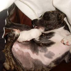 Amerikansk staffordshire terrier Chica