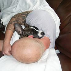 Amerikansk staffordshire terrier Chica