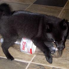 Schipperke Skipper Zidan