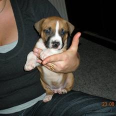 Amerikansk staffordshire terrier Django R.I.P Baby