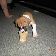 Amerikansk staffordshire terrier Django R.I.P Baby