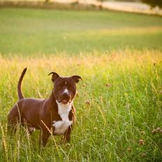 Amerikansk staffordshire terrier chang