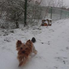 Yorkshire terrier Figo