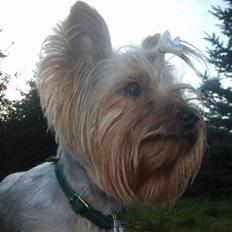 Yorkshire terrier Figo