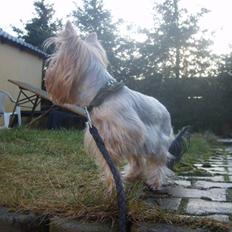 Yorkshire terrier Figo