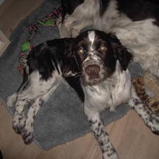 Engelsk springer spaniel "Chelsea"- Punakha's Zara