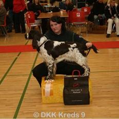 Engelsk springer spaniel Punakha´s Katla