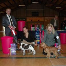 Engelsk springer spaniel Punakha´s Katla