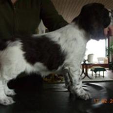 Engelsk springer spaniel Punakha´s Katla