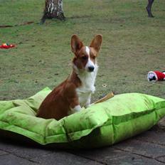 Welsh corgi cardigan Èowyn