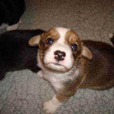 Welsh corgi cardigan Èowyn