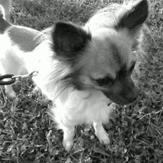 Chihuahua Snoopy