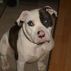 Blanding af racer Hermann