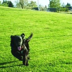 Blanding af racer Trisse