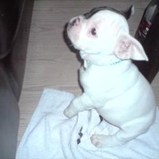 Fransk bulldog Bufas