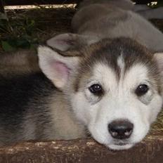 Alaskan malamute Maia