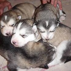 Alaskan malamute Maia