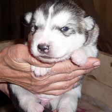 Alaskan malamute Maia