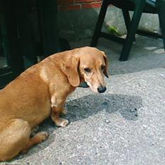 Gravhund Frede R.I.P