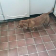 Gravhund Frede R.I.P