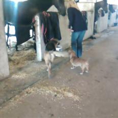 Gravhund Frede R.I.P