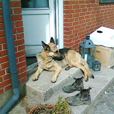 Schæferhund Nemo
