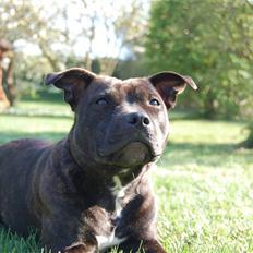 Staffordshire bull terrier Alma