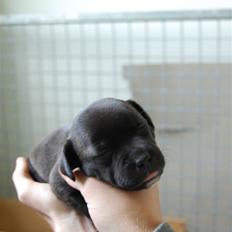 Staffordshire bull terrier Alma