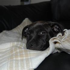 Staffordshire bull terrier Alma