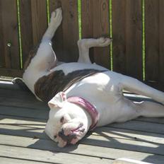 Amerikansk bulldog Abbi