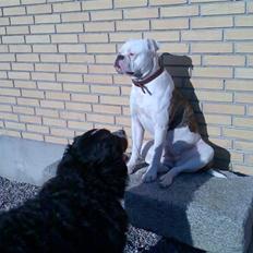 Amerikansk bulldog Abbi