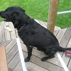 Labrador retriever Malik
