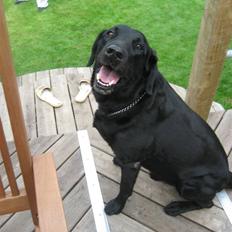 Labrador retriever Malik