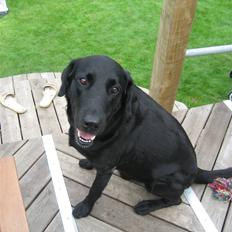 Labrador retriever Malik